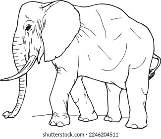 Hand Drawing Elephant For Childreen Book, Colored Education Kids