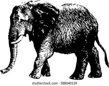 hand drawing ethnic patterned elephant on stock vector royalty free