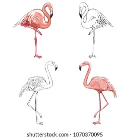 Hand drawing flamingos. Vector illustration