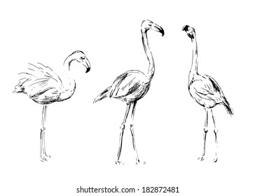 Hand drawing flamingos. Vector illustration