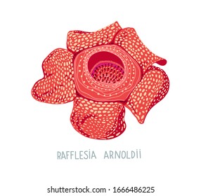 dibujo a mano ilustración vectorial plana de la flor tropical - Rafflesia Arnoldii crece en Indonesia