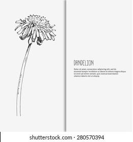 Hand drawing flower background. Dandelion.