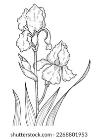 Hand drawing flower blooming iris, bouquet with bud and leaves. Vector illustration. Line art summer garden flower. For design, decoration and printing