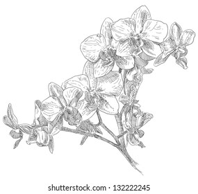 Hand drawing flower blossom