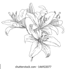 Hand drawing flower blossom