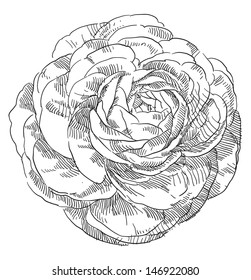 Hand drawing flower blossom