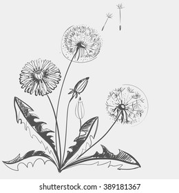 Hand drawing of a flower - dandelion. Light background dark pattern.
