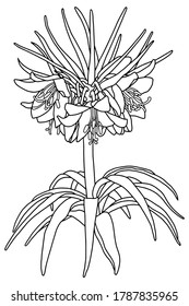 Hand drawing flower grouse. Coloring page. Beautiful garden flower. Black line. Botanical illustration.