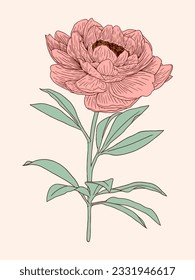 Hand drawing flower illustration with detailed line art 02