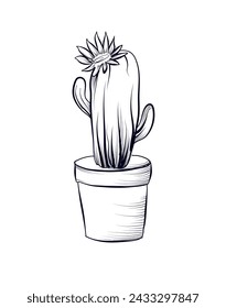 hand drawing of a flowering cactus in a pot vector