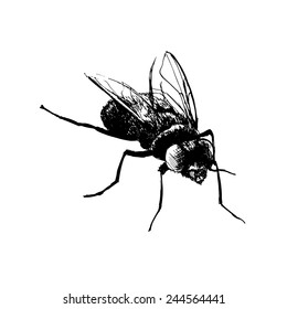 Hand Drawing Fly Vector Illustration Stock Vector (Royalty Free ...