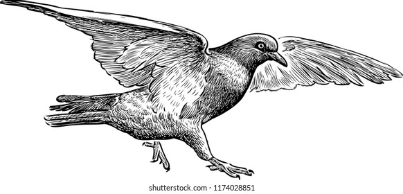 Hand drawing of a flying pigeon