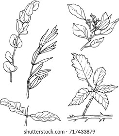 Hand drawing foliage on white background. Isolated silhouettes of leaves. Vector set of hand drawn illustrations. Black and white line illustration of flower leaves. Design for poligraphy.