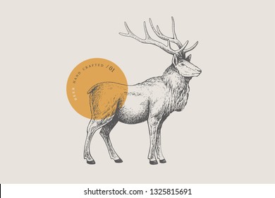 Hand drawing forest deer light background  Deer  Izyubr in vintage engraving style  Vector retro illustration 