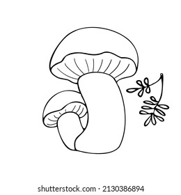 Hand drawing forest wild mushrooms. Can be used for menu design, label, badge, recipe, packaging.