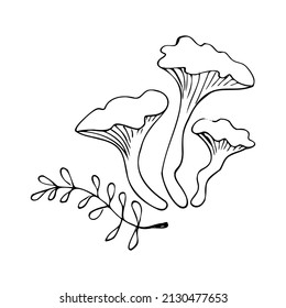 Hand drawing forest wild mushrooms. Can be used for menu design, label, badge, recipe, packaging.
