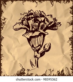 Hand drawing garden carnation isolated on vintage background. Sketch vector illustration
