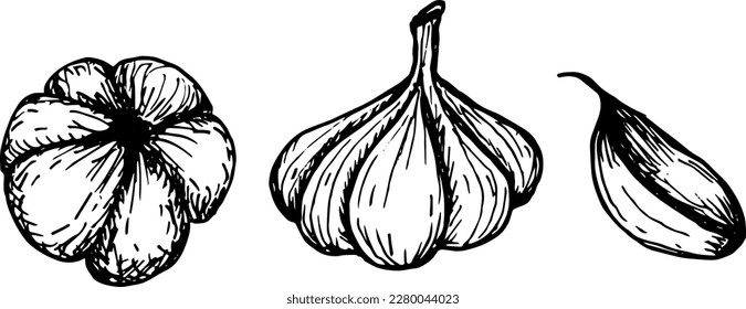 Hand drawing garlic doodle vector illustration