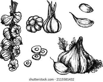 hand drawing garlic vegetable, bunch of garlic, clove of garlic, vector, png, svg, eps illustration