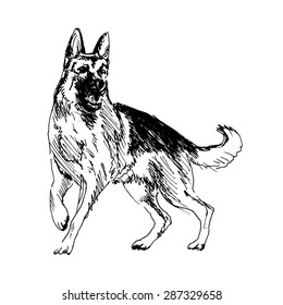 hand drawing of a German Shepherd