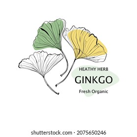 Hand drawing Ginkgo. Organic herb,Hand drawing herb.Design for print ,Banner ,Packaging.