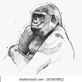 Hand drawing Gorilla Sketch in vector