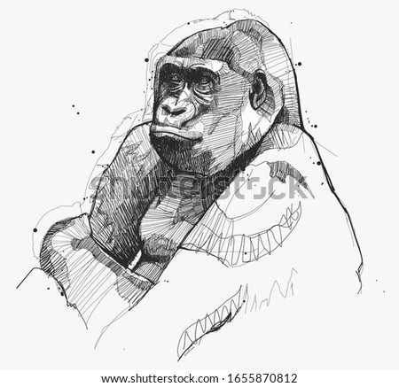 Hand drawing Gorilla Sketch in vector