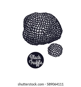 Hand drawing a gourmet mushroom Black Truffle. Style Vintage engraving. Vector illustration art. Graphics in black ink on a white background. Isolated objects of nature. Cooking food design