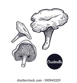 Hand drawing a gourmet mushroom Chanterelle. Style Vintage engraving. Vector illustration art. Graphics in black ink on a white background. Isolated objects of nature. Cooking food design