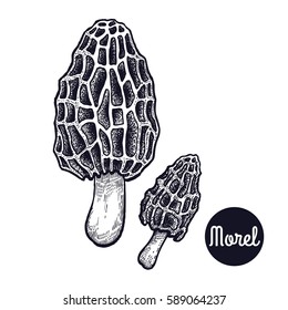 Hand drawing gourmet mushroom Morel. Style Vintage engraving. Vector illustration art. Graphics black ink on white background. Isolated objects of nature. Cooking food design