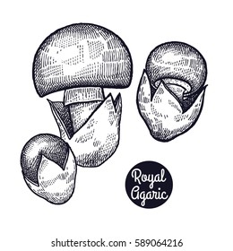 Hand drawing a gourmet mushroom Royal Agaric. Style Vintage engraving. Vector illustration art. Graphics in black ink on a white background. Isolated objects of nature. Cooking food design