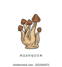 Hand drawing a gourmet mushroom Shimeji. Style Vintage engraving. Vector illustration art. Isolated objects of nature. Cooking food design. Clip art for web designs banners and posters. Menu design 