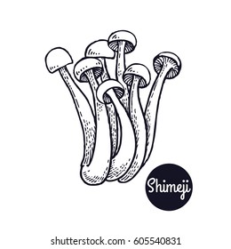 Hand drawing a gourmet mushroom Shimeji. Style Vintage engraving. Vector illustration art. Graphics in black ink on a white background. Isolated objects of nature. Cooking food design.