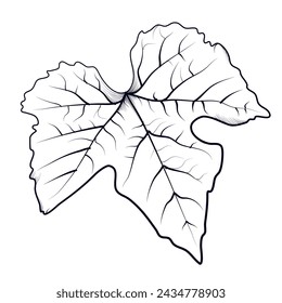 hand drawing of a grape leaf vector illustration