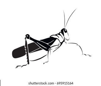 Hand drawing grasshopper on white background. Vector graphic icon animal. Insect illustration.