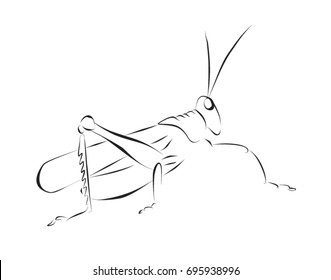 Hand drawing grasshopper on white background. Vector line graphic icon animal. Insect illustration.