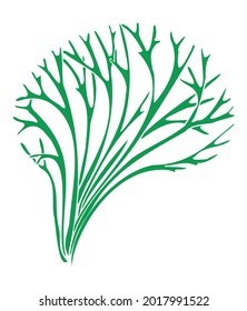 Hand drawing green seaweed river riccia