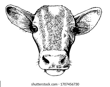 Hand drawing. The head of the calf. Black Outline. Vector. Drawn in pencil, ink, felt-tip pen, marker on paper. Sketch engraving. Retro style. Isolated on a white background. Packaging design element.
