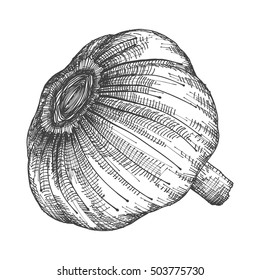 Hand drawing head of garlic. Herb and spice sketch illustration. Vector.