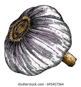 Hand drawing head of garlic. Herb and spice sketch. Witchcraft magic, Halloween, folklore attribute illustration. Vector.