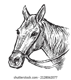 Hand drawing of head harnessed horse