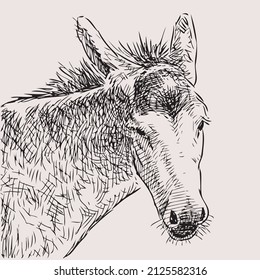 Hand drawing of head sad  domestic donkey