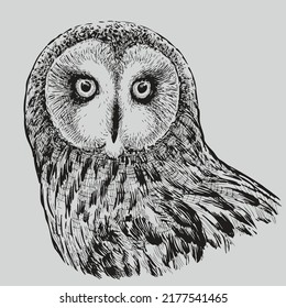 Hand drawing of head wild owl