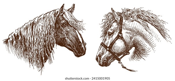 Hand drawing of heads harnessed thoroughbred horse and sad horse with long mane and bangs, vector sketch isolated on white