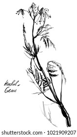 Hand drawing herbal grass. Nifty footstalk silhouette. Vintage styling gentle element for natural cosmetic design.