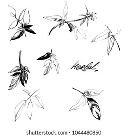 Hand drawing herbal grass. Nifty footstalk silhouette. Vintage styling leaves element for natural cosmetic design. Gentle hand drawn botanical stalk. Vintage nature element for visit or wedding card