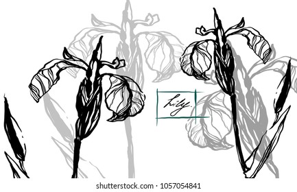 Hand drawing herbal grass. Nifty footstalk silhouette. Vintage 
styling gentle element for natural cosmetic design visit card or
 wedding invitation. 
Stylish flower, fancy blossom. Black lily botanic