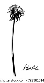 Hand drawing herbal grass.Dandellion footstalk silhouette. Vintage styling gentle element for natural cosmetic design. Gental hand drawn botanical stalk. Vintage nature for visit  or wedding car