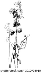 Hand drawing herbal tree birch silhouette. Vintage styling gentle element for natural cosmetic design. Gental hand drawn botanical stalk. Old styled nature bloom for visit  or wedding card.
