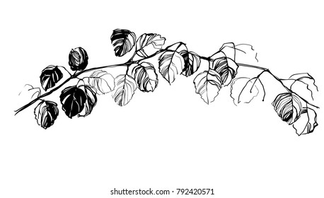 Hand drawing herbal tree birch silhouette. Vintage styling gentle element for natural cosmetic design. Gental hand drawn botanical stalk. Old styled nature element for visit  or wedding card.